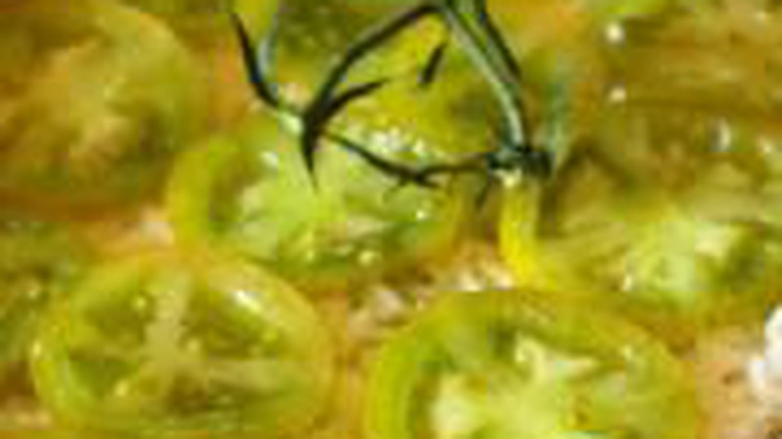 Gratin au confit d'aubergines et tomates tigrées