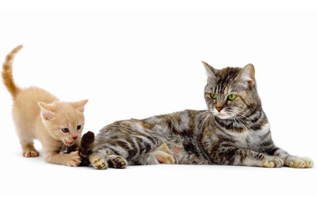 Silvia, British shorthair silver &eacute;caille-de-tortue, et son chaton