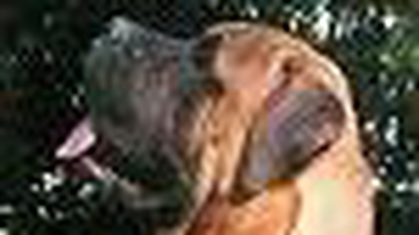 Bullmastiff