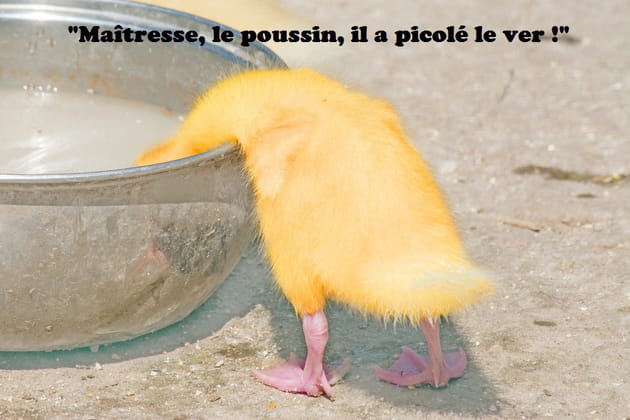 Quand les poussins picorent...