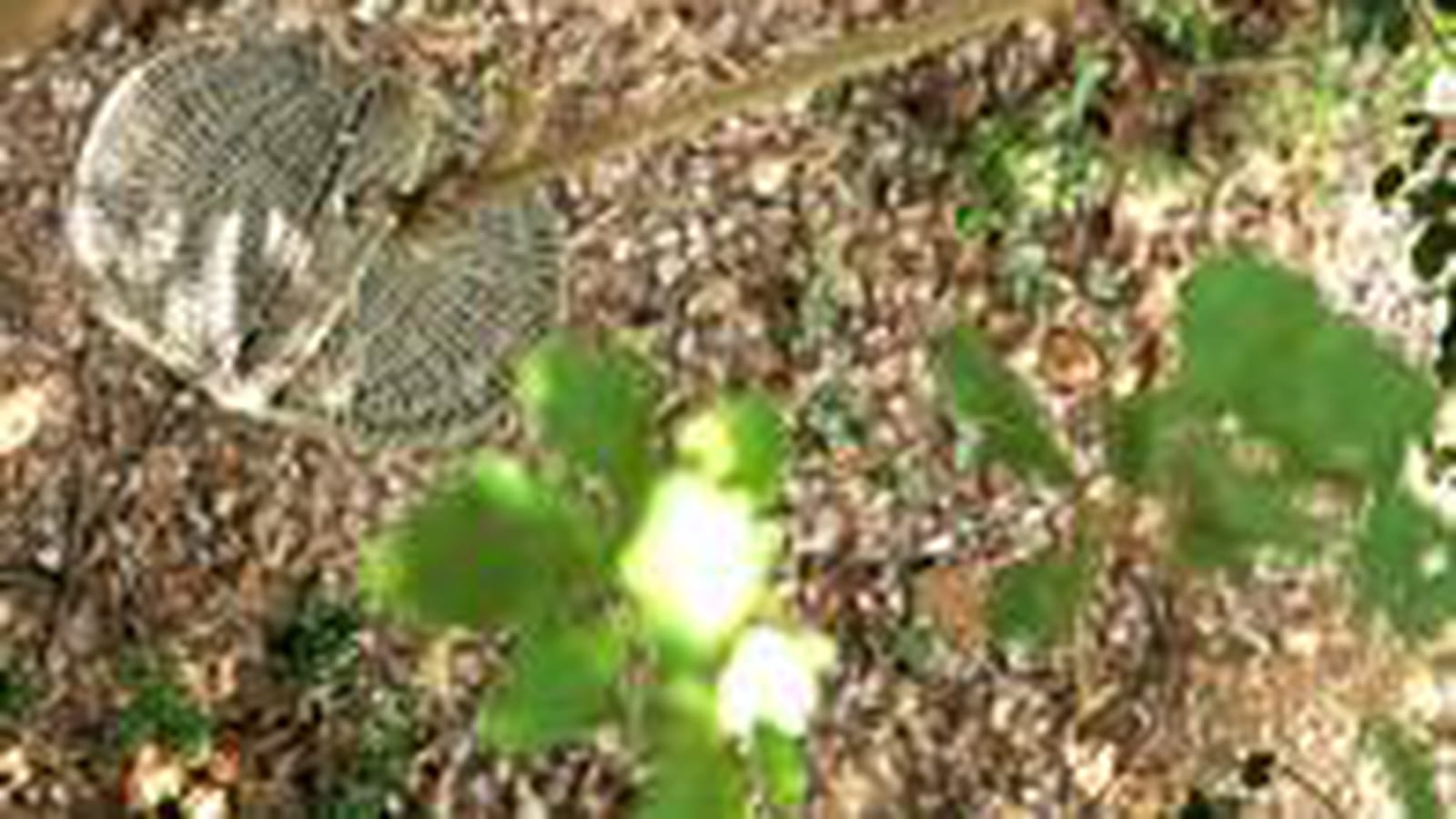 Panier