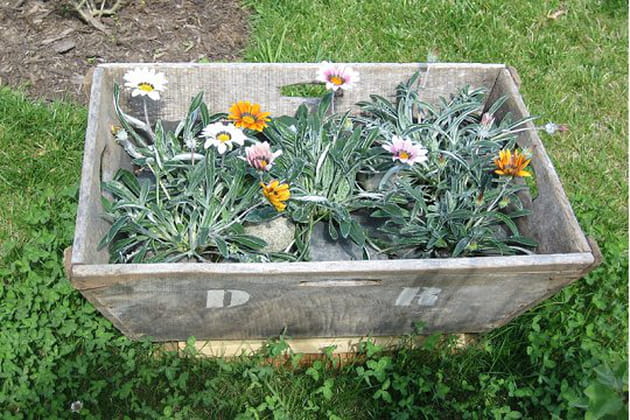 Une caisse &agrave; vendanges pour gazanias