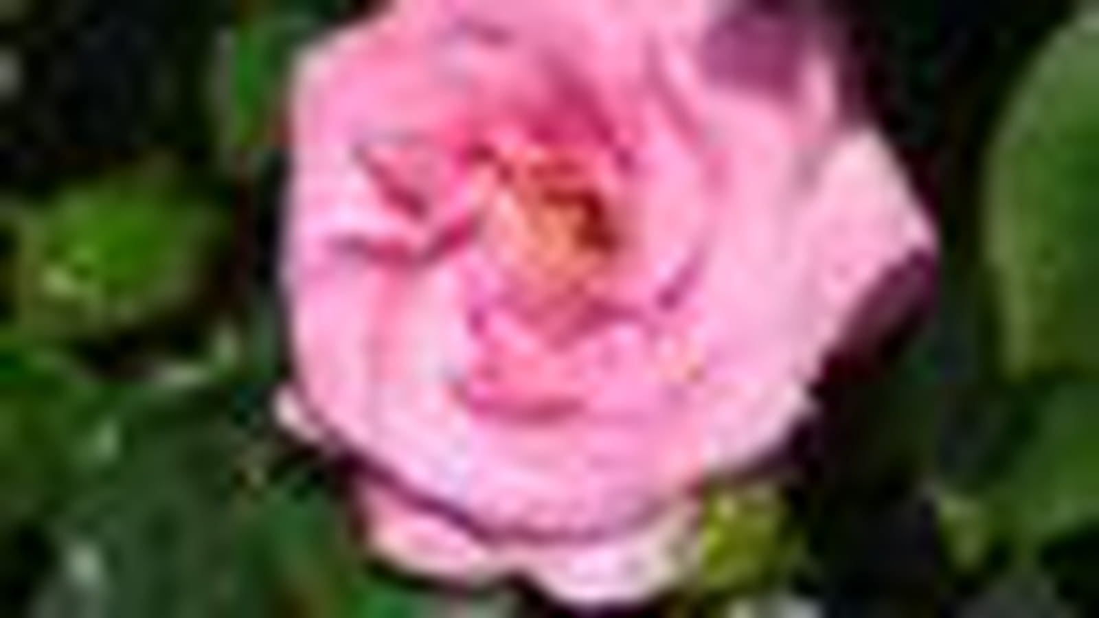 Rose de Rennes