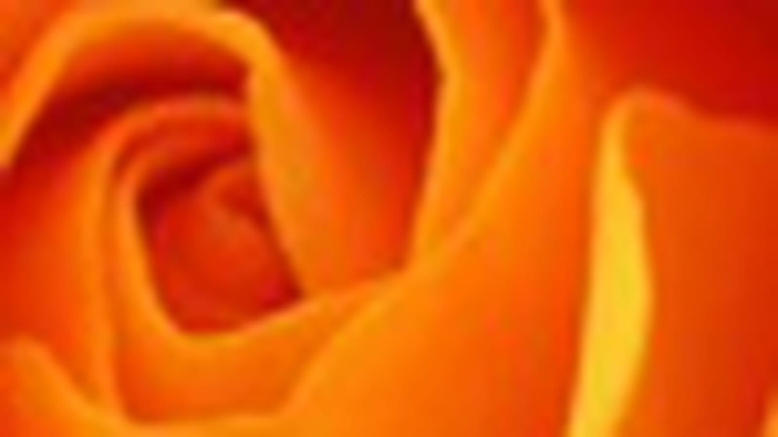 Rose orange
