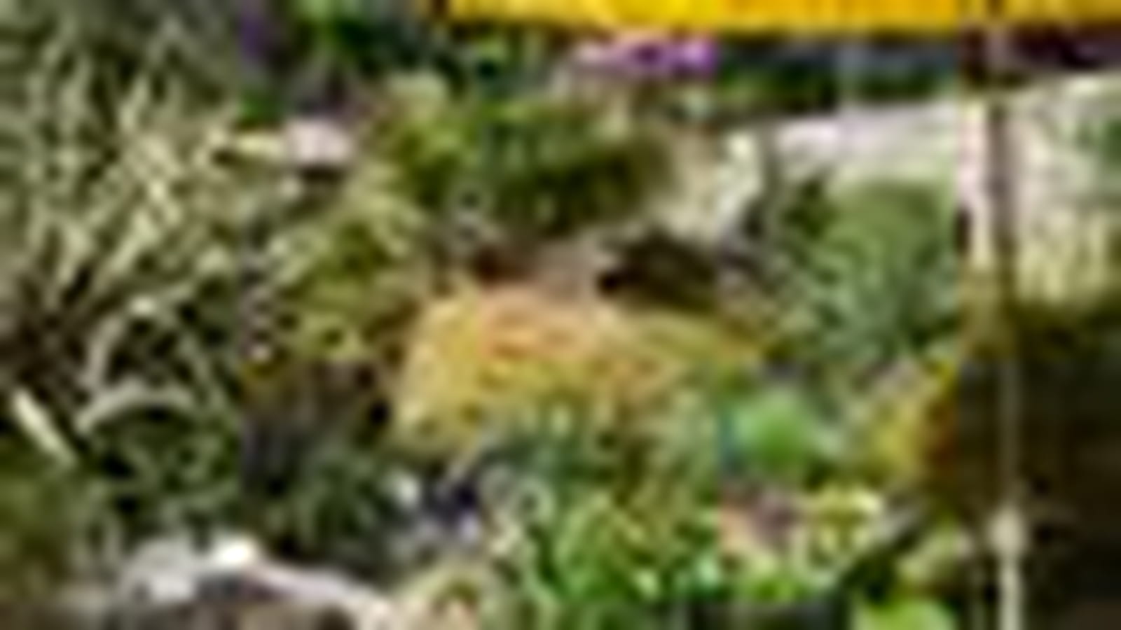 Jardin vivant