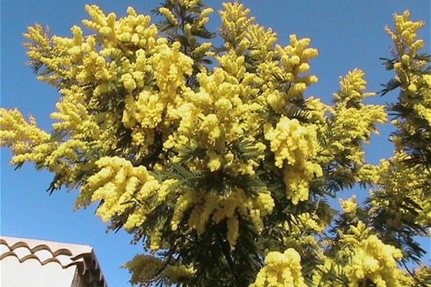 De magnifiques pompons couleur or