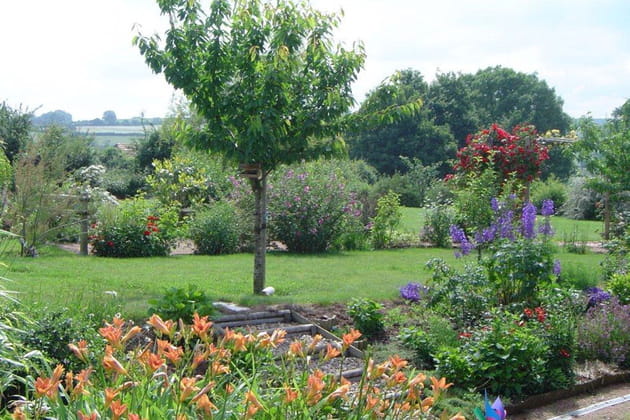 Cerisier au pied fleuri
