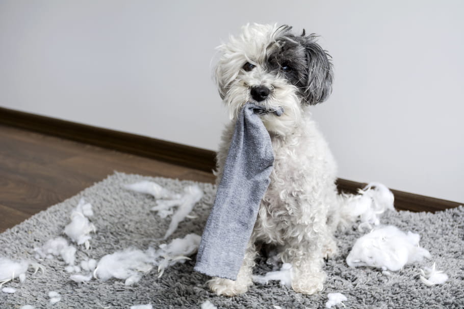 Laisser son chien seul à la maison : les bons réflexes