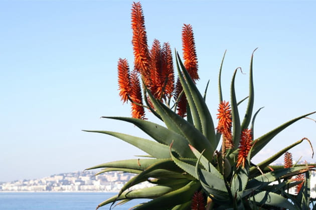 Une plante succulente qui a de la classe