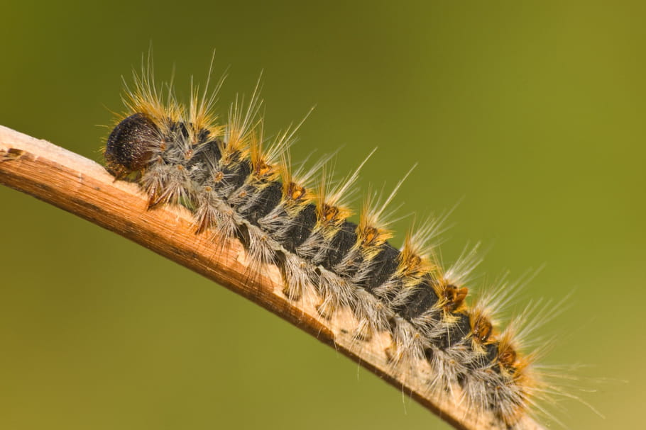 Chenille urticante : Covid-19, piqûres, durée des démangeaisons