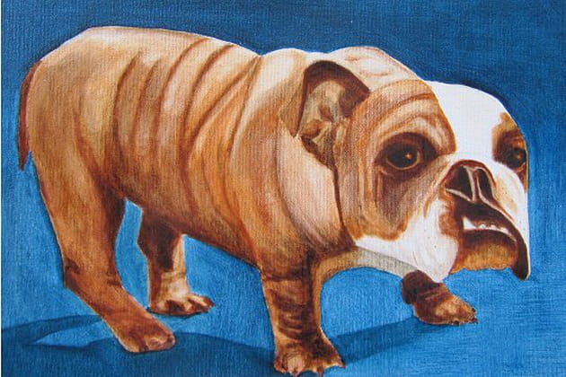 Sacr&eacute; bulldog