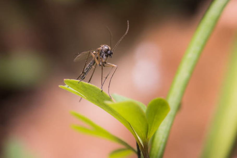 Zika : la transmission sexuelle est confirmée