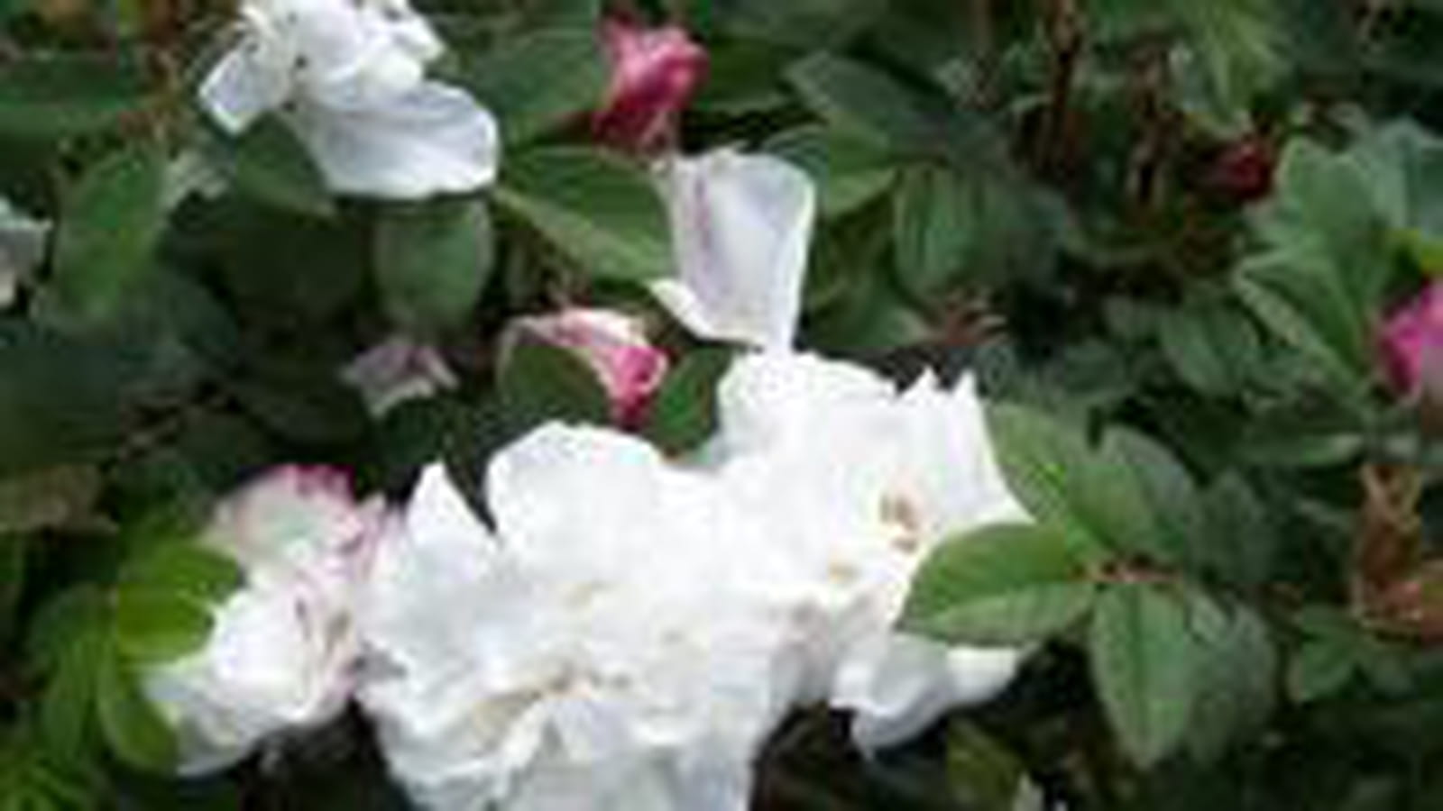 Rose Louise Bugnet