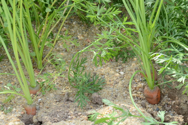 Des carottes bien alignées
