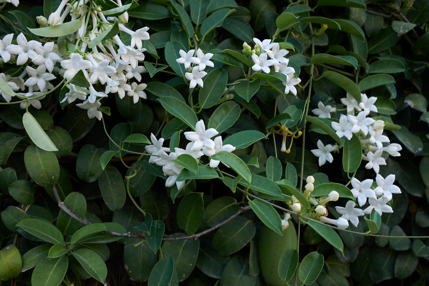 Stephanotis (Jasmin de Madagascar) : c'est l'une des plantes les plus odorantes au monde mais méfiez-vous de sa sève très toxique