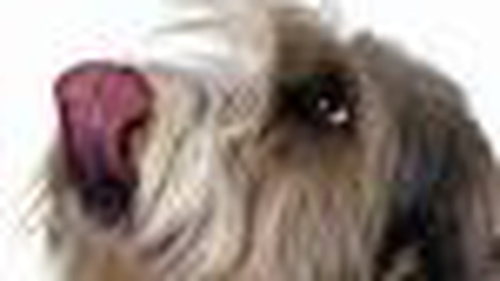 Petit basset griffon vendéen