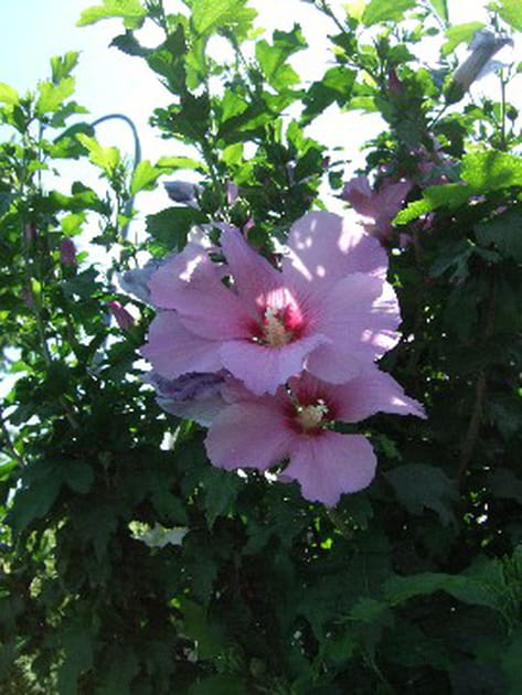 Voluptueuses althéas