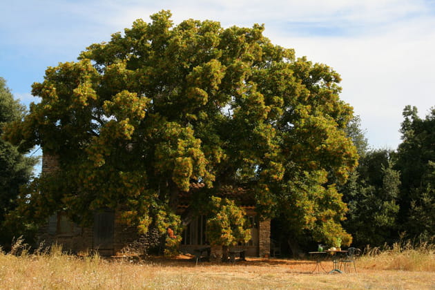 A l'ombre du tilleul