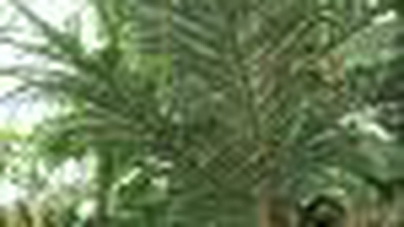 Araucaria rulei