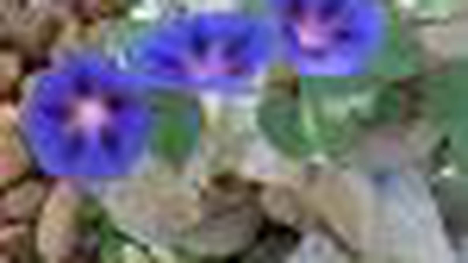 Volubilis