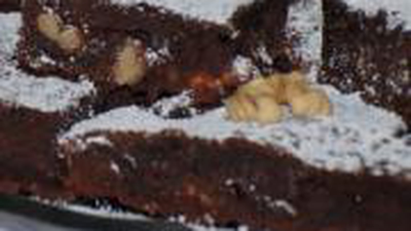 Brownies choco-marron-noix