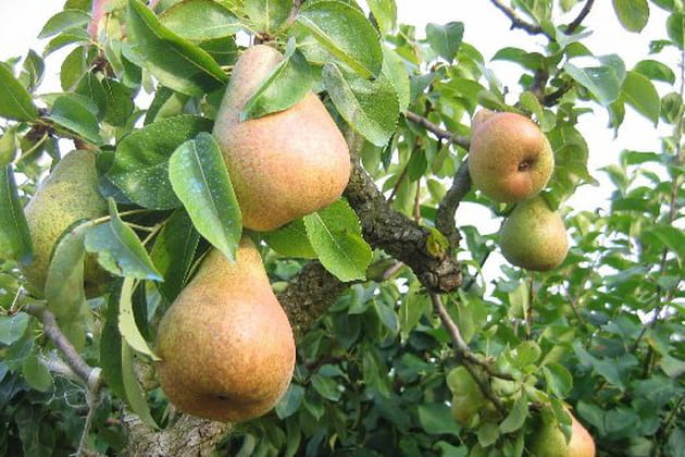 Le plaisir des fruits