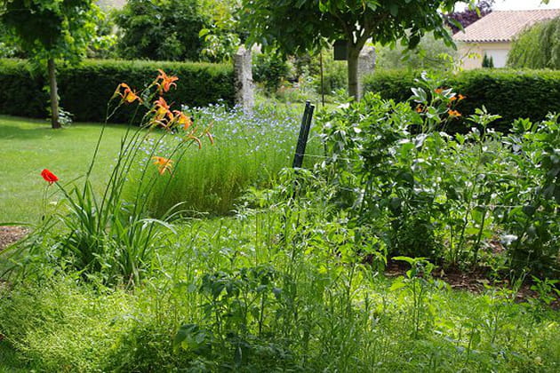 Fleurs et fruits au jardin
