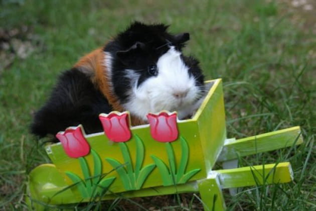 Un petit tour en brouette