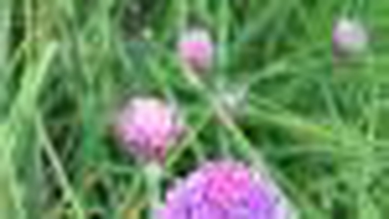 Les plantes