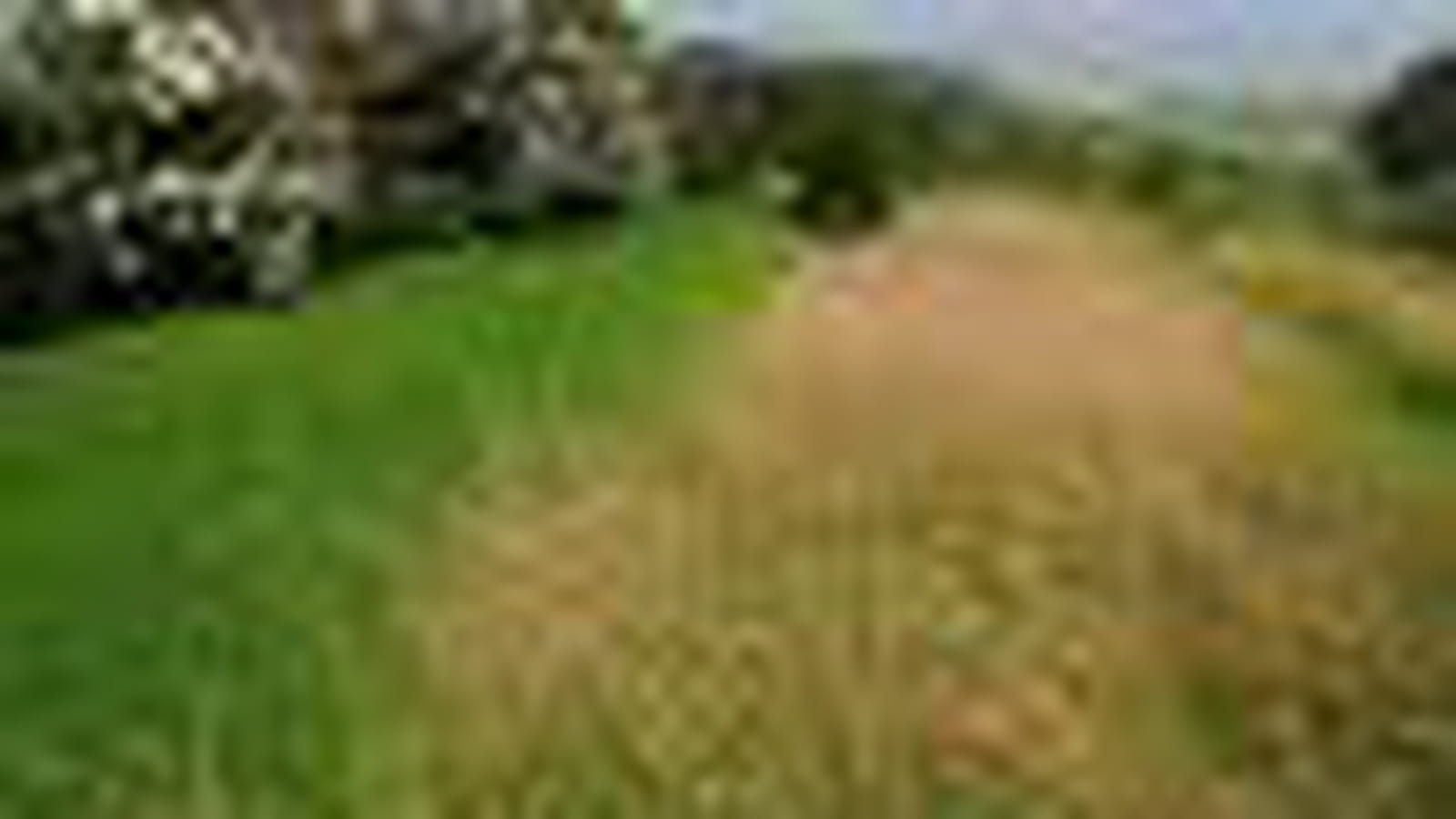 Herbes