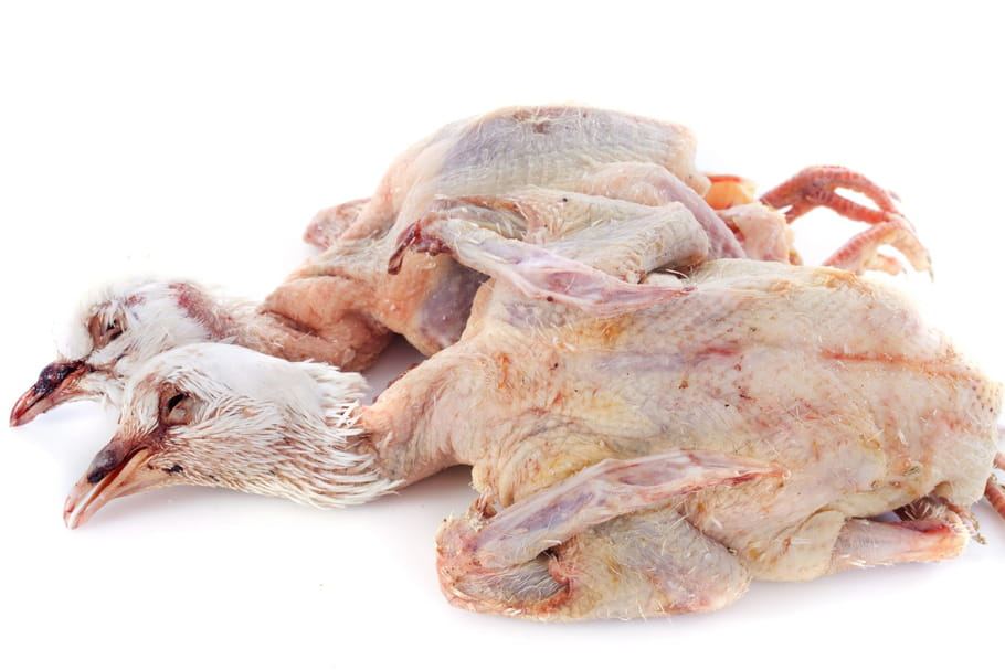 Pigeon