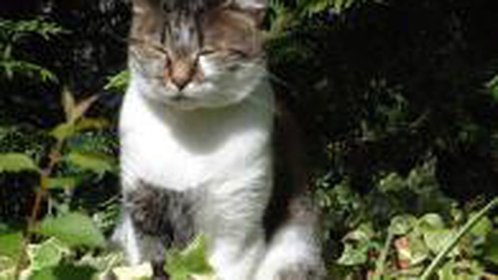 Féline