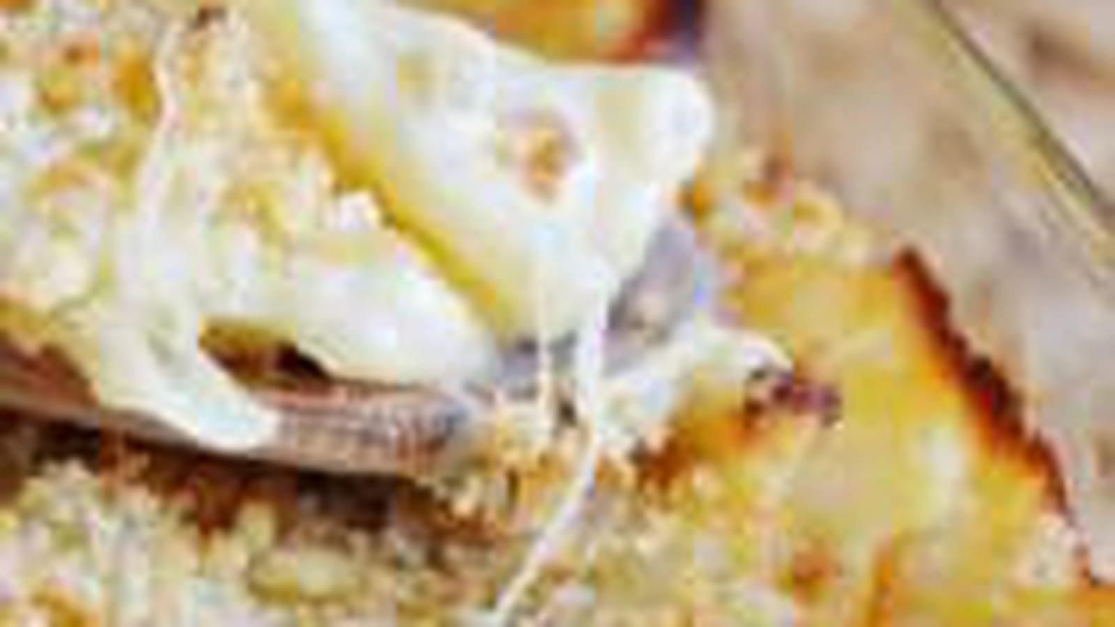 Gratin de macaroni