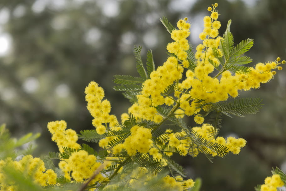 Mimosa