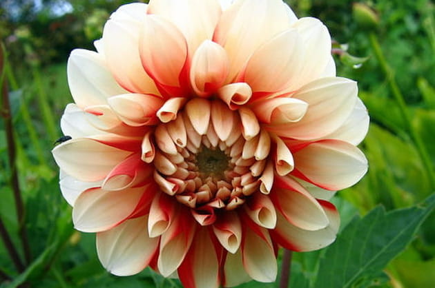 Gros plan sur le dahlia