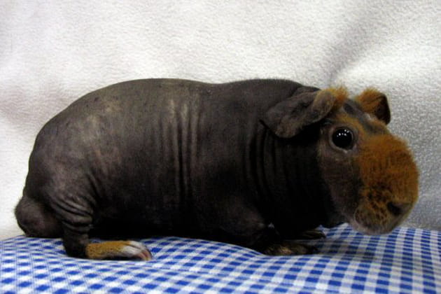 Dr&ocirc;le de cochon d'Inde