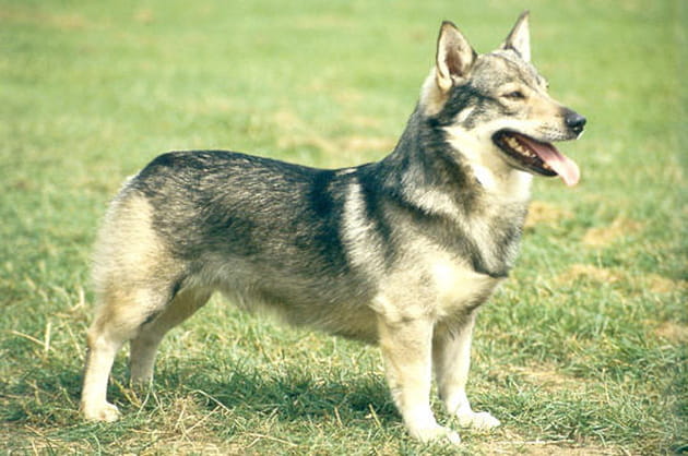 Le vallhund