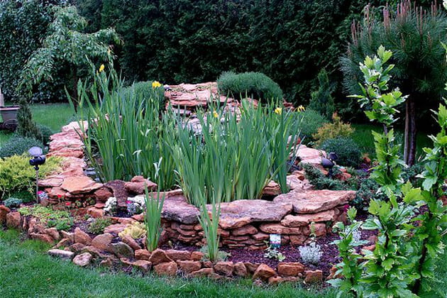 Des iris aquatiques pour un bassin magnifique