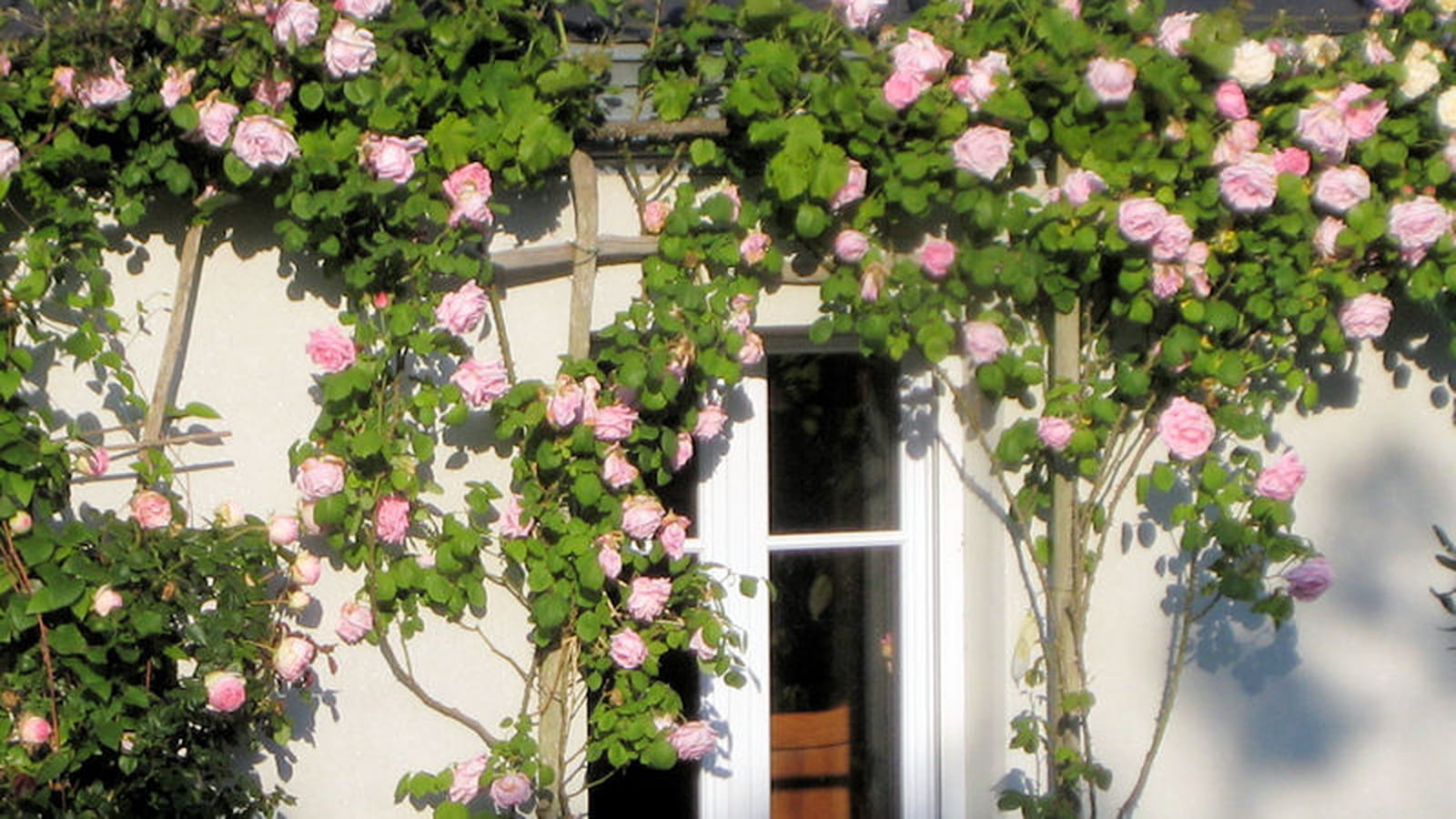 Romantiques roses