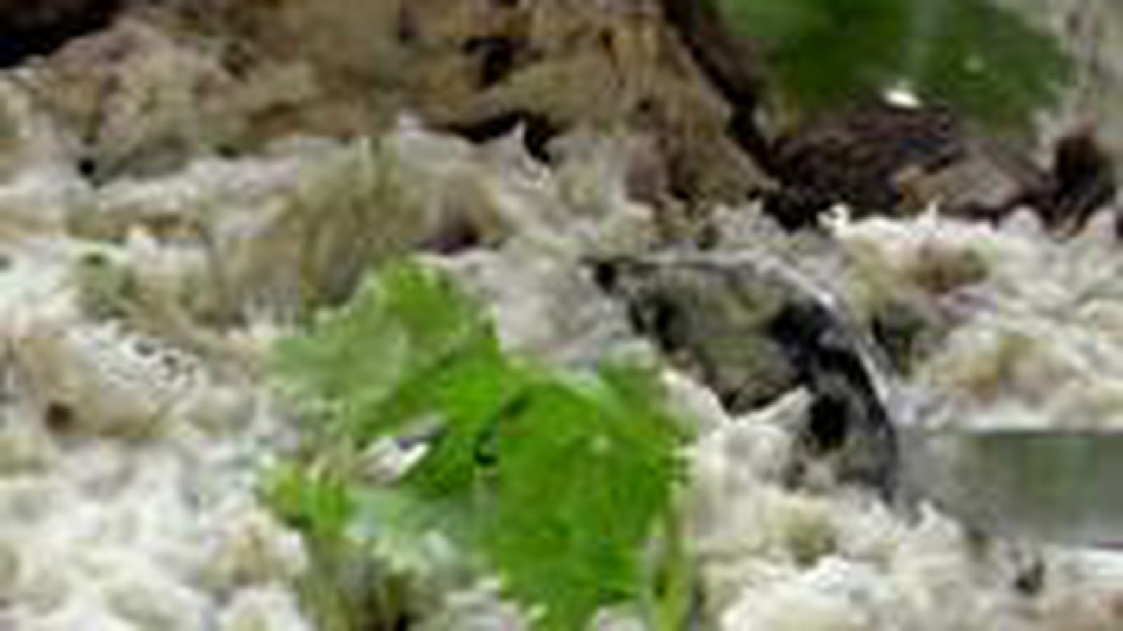 Rillettes de sardines