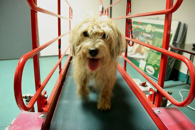 Quelle vie de chien&nbsp;!