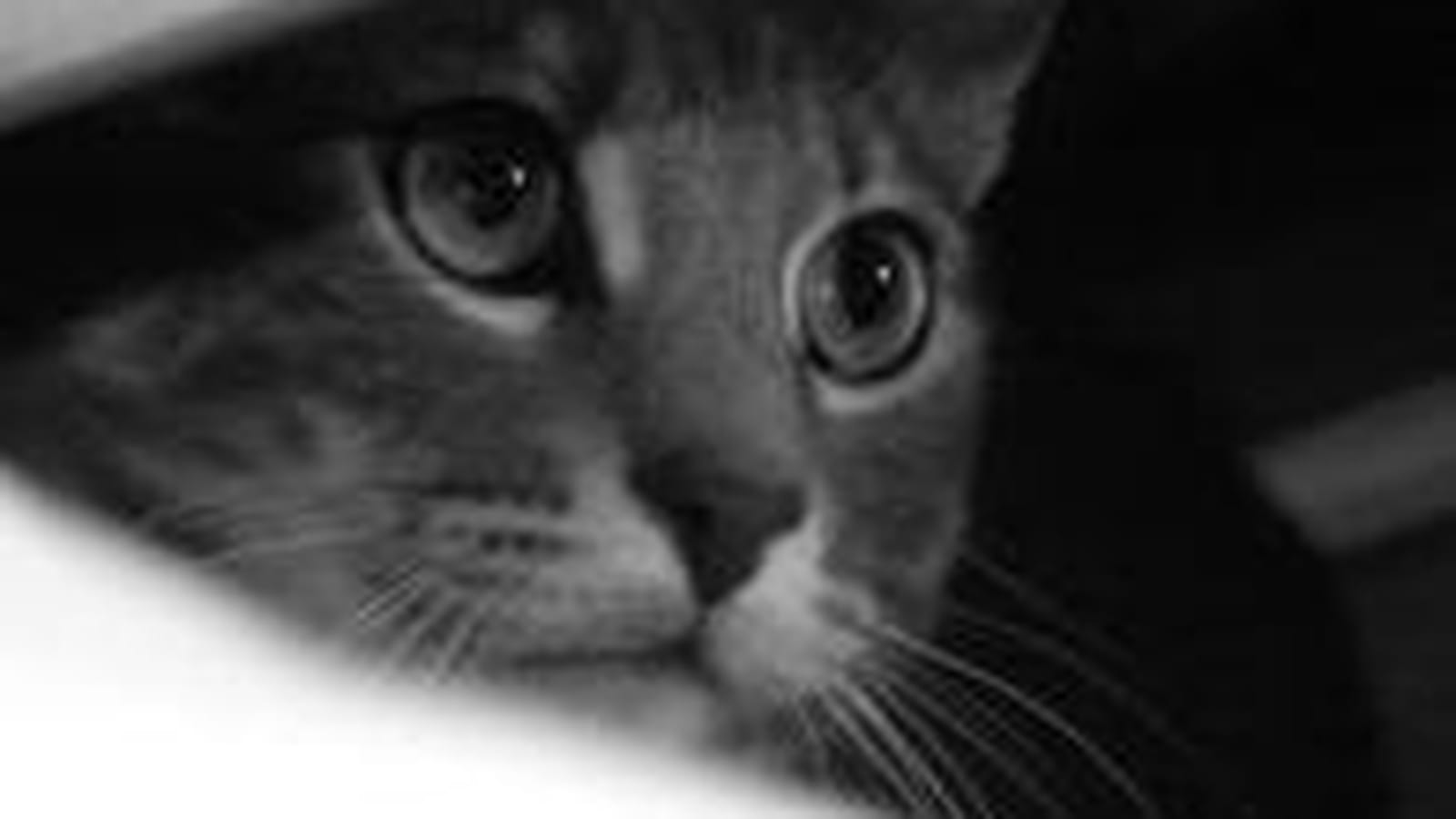 Attentif