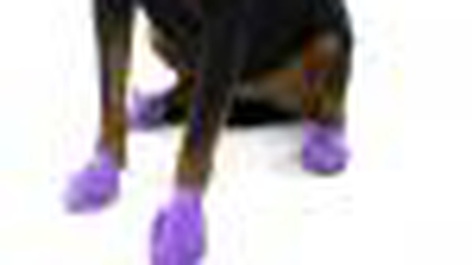 Bottes Paws