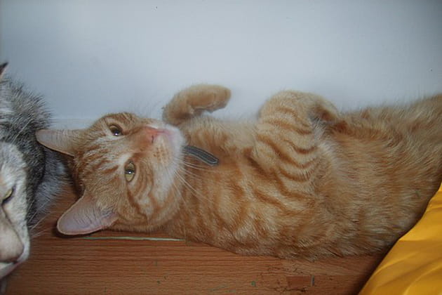 &Ocirc; Rom&eacute;o, mon beau Rom&eacute;o&nbsp;!