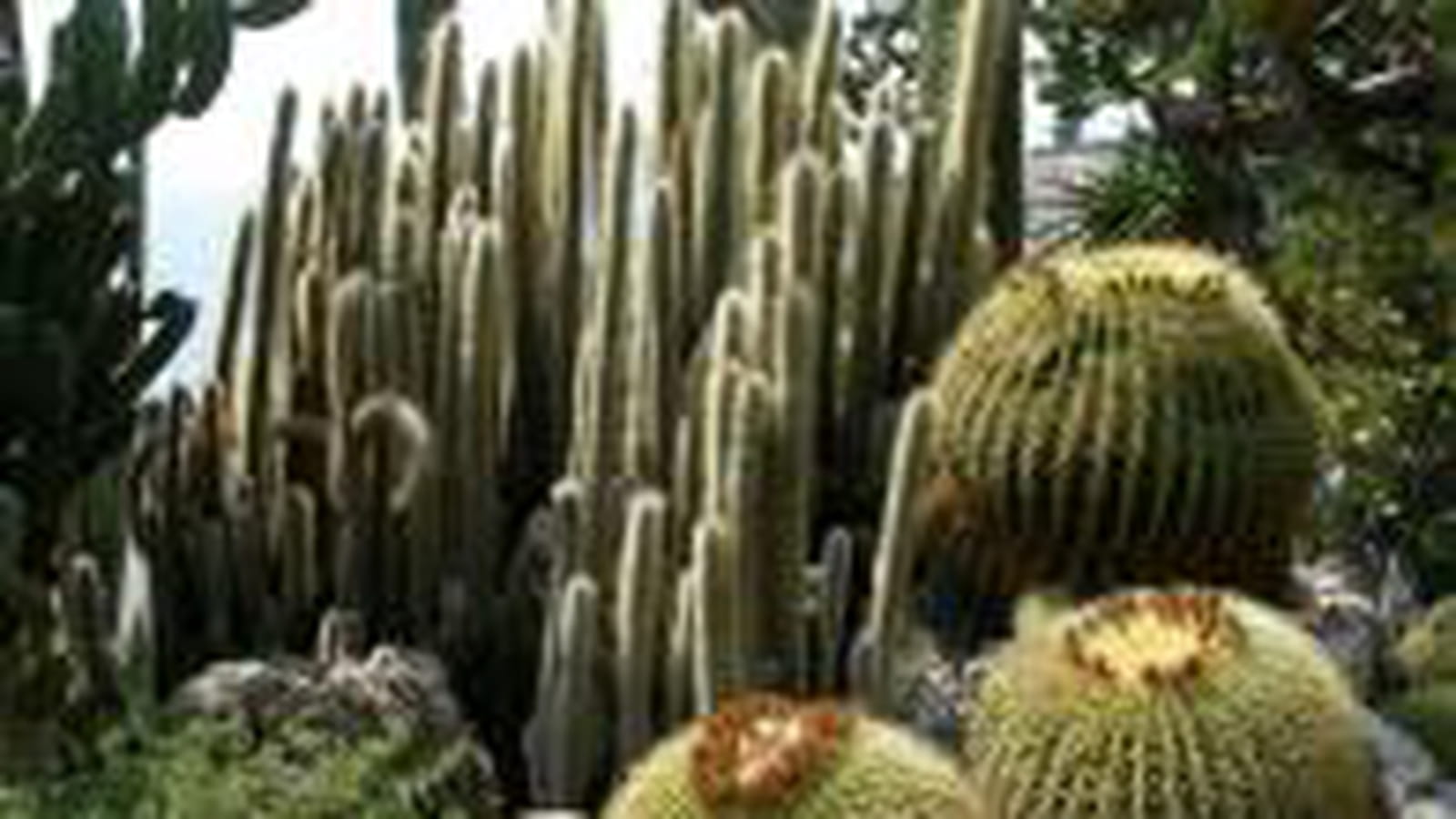 plantes succulentes et cactées