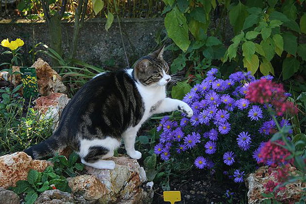 Un Loukoum bien dodu