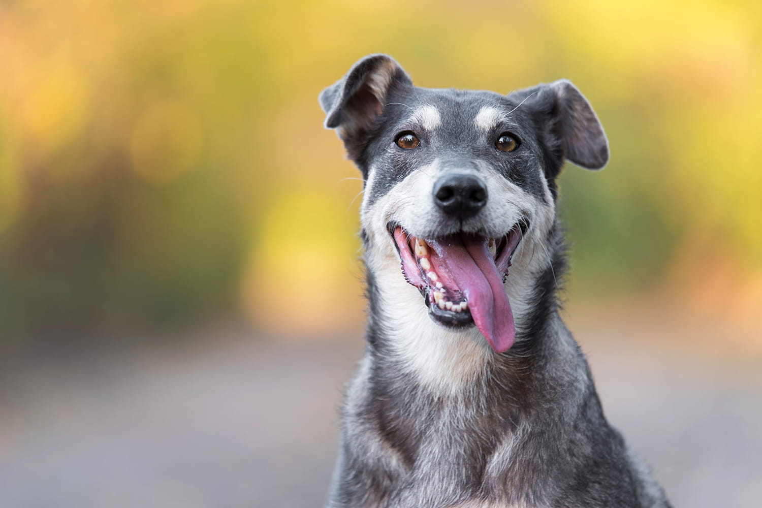 These little-known places are changing the end of life of animals like nowhere else