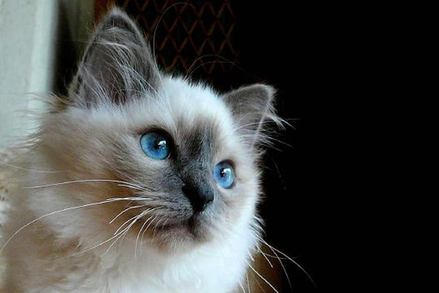 Chiva au regard azur