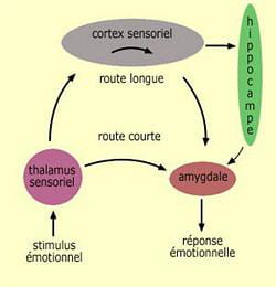 le cerveau agit face aux stimuli sensoriels perçus.