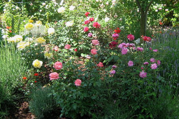 De magnifiques rosiers